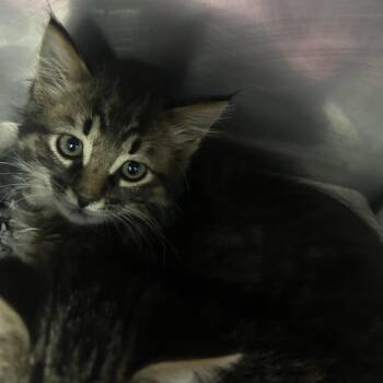 Domestic Medium Hair Cats Available for Adoption in Yanceyville, North Carolina - Arrow 26-0369 | PetCurious