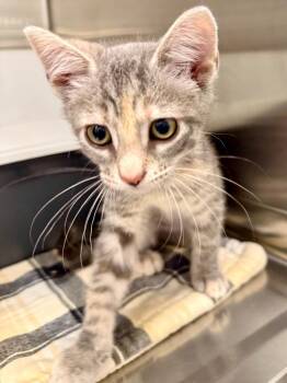 Domestic Short Hair Cats Available for Adoption in Ocala, Florida - Hoonah (Petsmart) | PetCurious