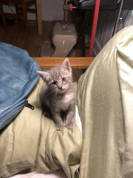 Delphia (new) -  Tabby Cat for Adoption in Zephyrhills, Florida - Delphia (new) | PetCurious