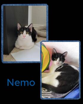 Rescue Domestic Short Hair Cats for Adoption in Fort Worth, Texas - Nemo | PetCurious