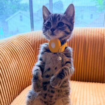 Lady Cluck -  Domestic Short Hair Cat for Adoption in Honeoye, New York - Lady Cluck | PetCurious