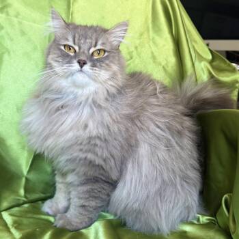 TOM -  Domestic Long Hair Cat for Adoption in Rowland Heights, California - TOM | PetCurious