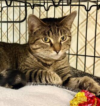 Domestic Short Hair Cats Available for Adoption - Mama Cat (Jenny) | PetCurious