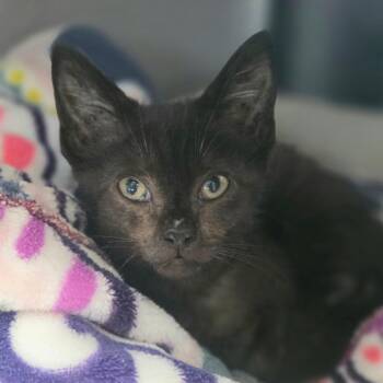 Nandor -  Domestic Short Hair Cat for Adoption in Huntsville, Alabama - Nandor | PetCurious