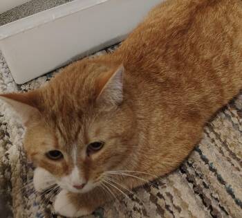 Domestic Short Hair Cats Available for Adoption - Motorhead | PetCurious