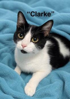 Clarke -  Domestic Short Hair Cat for Adoption in Fort Worth, Texas - Clarke | PetCurious