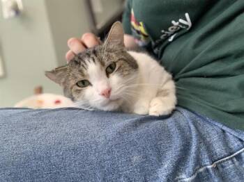 Rescue Domestic Short Hair Cats for Adoption in Westminster, Maryland - LUCKY | PetCurious