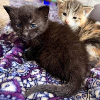 Domestic Short Hair Cats Available for Adoption in Tampa, Florida - Yoplait | PetCurious