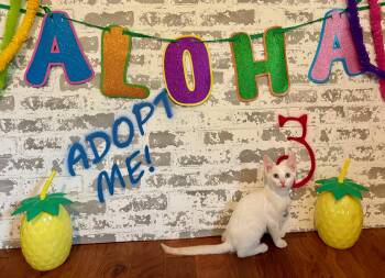 Mallow -  Siamese Cat for Adoption in San Tan Valley, Arizona - Mallow | PetCurious