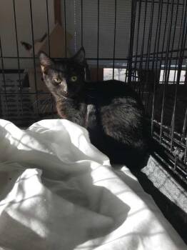 Daisy May -  Domestic Short Hair Cat for Adoption in West Peoria, Illinois - Daisy May | PetCurious