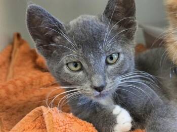 ROVER -  Domestic Short Hair Cat for Adoption in Salinas, California - ROVER | PetCurious