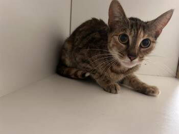 ANNELISE -  Domestic Short Hair Cat for Adoption in Winter Haven, Florida - ANNELISE | PetCurious