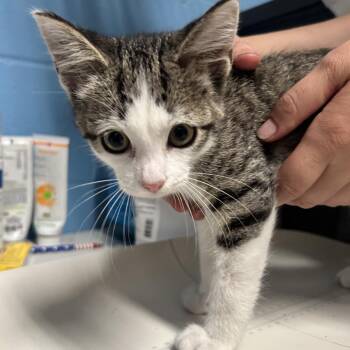 Phil -  Domestic Short Hair Cat for Adoption in Newport, North Carolina - Phil | PetCurious
