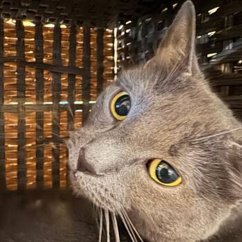 Sally *Bonded to Gillian* -  Domestic Short Hair Cat for Adoption in Kennebunk, Maine - Sally *Bonded To Gillian* | PetCurious