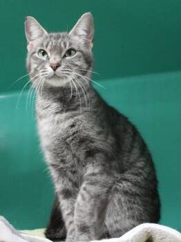 Rescue Domestic Short Hair Cats for Adoption in Huron, South Dakota - Sake | PetCurious