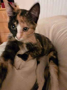 Rescue Calico Cats for Adoption in Allen, Texas - Ginger | PetCurious