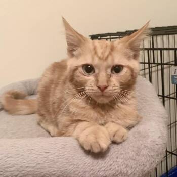 Rescue Domestic Short Hair Cats for Adoption in Royal Oak, Michigan - Concrete | PetCurious