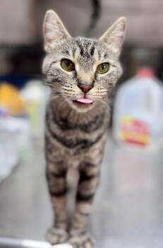 Rescue American Shorthair Cats for Adoption in Rixeyville, Virginia - Buttons | PetCurious