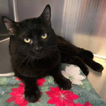 Domestic Short Hair Cats Available for Adoption in Spokane, Washington - Hanson | PetCurious