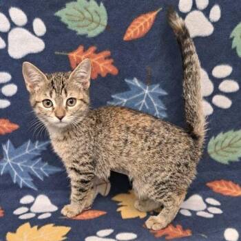 Ginger -  Domestic Short Hair Cat for Adoption in Valdosta, Georgia - Ginger | PetCurious
