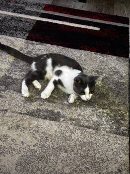 Rescue Domestic Short Hair Cats for Adoption in Everettville, West Virginia - Applesauce | PetCurious