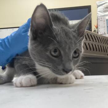 Lannie -  Domestic Medium Hair Cat for Adoption in Galveston, Texas - Lannie | PetCurious