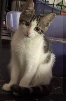 Rescue Domestic Short Hair Cats for Adoption in Pomona, New York - Angie | PetCurious