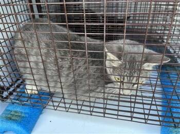 A661826 -  Domestic Short Hair Cat for Adoption in Houston, Texas - A661826 | PetCurious