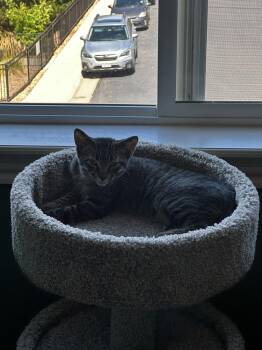 TAMALE -  Domestic Short Hair Cat for Adoption in Broomfield, Colorado - TAMALE | PetCurious