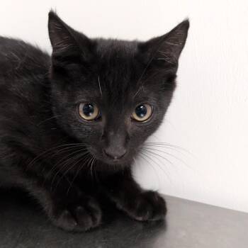 Cocoa -  Domestic Short Hair Cat for Adoption in Hattiesburg, Mississippi - Cocoa | PetCurious