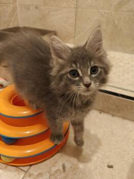 Domestic Long Hair Cats Available for Adoption - Sand Tiger | PetCurious