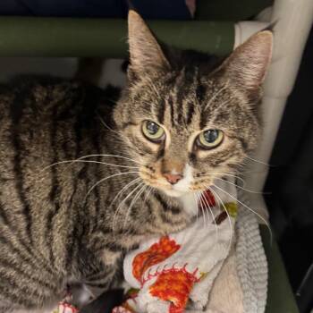 Domestic Short Hair Cats Available for Adoption in Peoria, Illinois - Moira | PetCurious