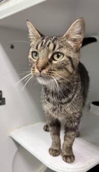 Avalon -  Domestic Short Hair Cat for Adoption in Rochester, Indiana - Avalon | PetCurious