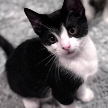 Mochi -  Domestic Short Hair Cat for Adoption in Sedalia, Missouri - Mochi | PetCurious
