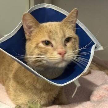 Domestic Short Hair Cats Available for Adoption - Frisbee C10976 | PetCurious