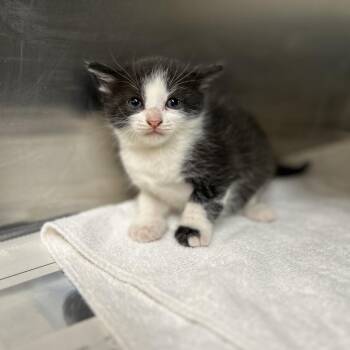Domestic Short Hair Cats Available for Adoption in Pauls Valley, Oklahoma - Chikoo | PetCurious