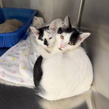 Domestic Short Hair Cats Available for Adoption in Las Vegas, Nevada - Moo | PetCurious