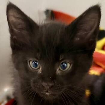 Hershey -  Domestic Short Hair Cat for Adoption in Dearborn, Michigan - Hershey | PetCurious