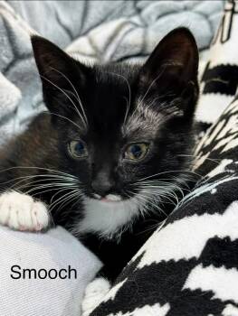 Domestic Short Hair Cats Available for Adoption in Kenosha, Wisconsin - Smooch | PetCurious
