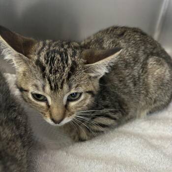 Sunny -  Domestic Short Hair Cat for Adoption in Council Bluffs, Iowa - Sunny | PetCurious