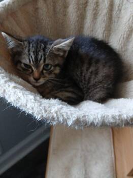 Ross -  Domestic Short Hair Cat for Adoption in Raleigh, North Carolina - Ross | PetCurious