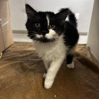 Mindy -  Domestic Medium Hair Cat for Adoption in Oakland, California - Mindy | PetCurious