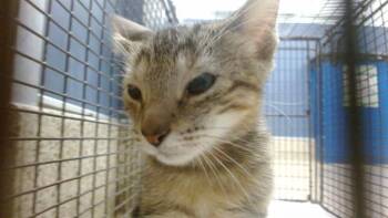 MELON -  Domestic Short Hair Cat for Adoption in Doral, Florida - MELON | PetCurious