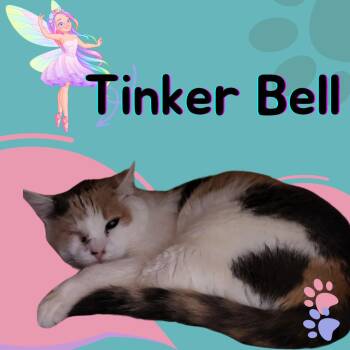 Rescue Domestic Short Hair Cats for Adoption in Tucson, Arizona - Tinker Bell | PetCurious