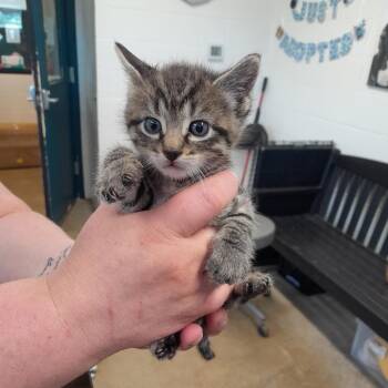 Domestic Short Hair Cats Available for Adoption in Jasper, Indiana - Baljeet | PetCurious