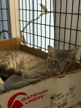 Lady Bug -  Domestic Short Hair Cat for Adoption - Lady Bug | PetCurious