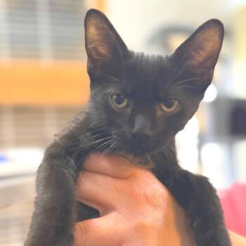Guava -  Domestic Short Hair Cat for Adoption in Idaho Falls, Idaho - Guava | PetCurious