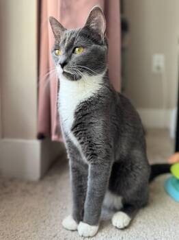 Luna -  Domestic Short Hair Cat Available for Adoption in Seattle, Washington - Luna | PetCurious