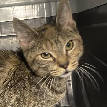 Cider -  Domestic Short Hair Cat for Adoption in Allentown, Pennsylvania - Cider | PetCurious