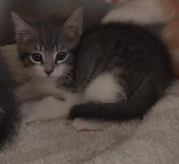 A272102 -  Domestic Short Hair Cat for Adoption in Chula Vista, California - A272102 | PetCurious